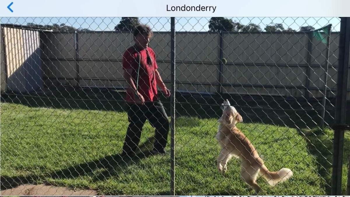 Gallery Meadowmist Boarding Kennels & Catter